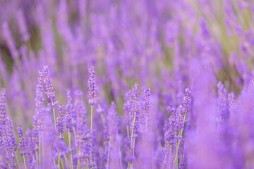 Obraz premium Lavender bushes closeup on sunset. Sunset gleam over purple flowers of lavender. Provence region of France.