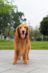 Golden Retriever standing in the park