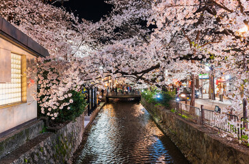 春の京都　高瀬川の夜桜