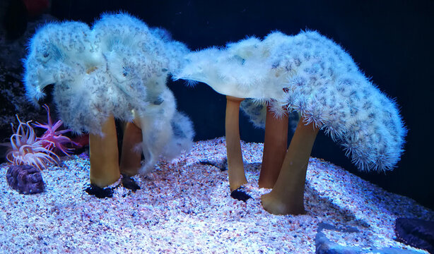 Beautiful Metridium senile frilled Anemone