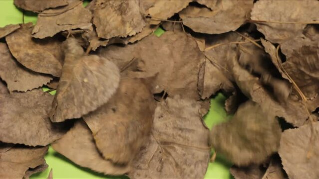 Video of leaves blowing in the wind and revealing green screen background