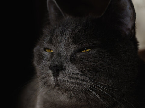 Grey shorthair British cat with bright green eyes. Cat portrait. Green cat eyes on a dark background, close-up. Pet, background, screensaver, cover. Beautiful cat face