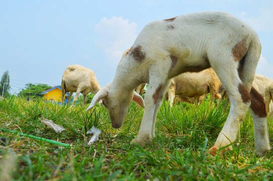 cute little goat in the fgarden