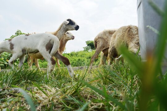 cute little goat in the fgarden