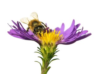 bee honeybee honey Apis Mellifera flower isolated