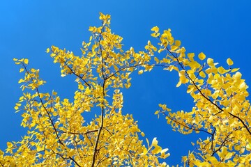 Populus tremula common aspen european aspen quaking