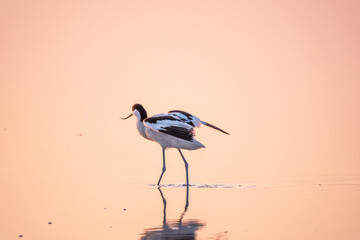 Water bird pied avocet, Recurvirostra avosetta, standing in the water in pink sunset light. The pied avocet is a large black and white wader with long, upturned beak