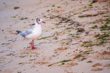 One Seagull, The European herring gull, swims on the calm lake shore in sunset