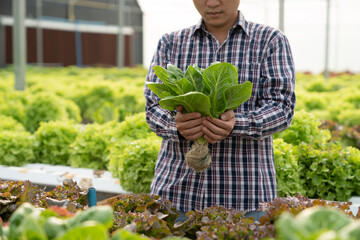 Young Asian farmer picking, holding fresh ripe vegetables quality in hydroponics farms , Organic vegetables to make healthy food menus and sales green earth concept, agriculture.