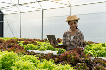 Asian woman, female farmer gathering information Results and monitoring of the hydroponic vegetable garden to record on their own farm laptop. startup business ideas.