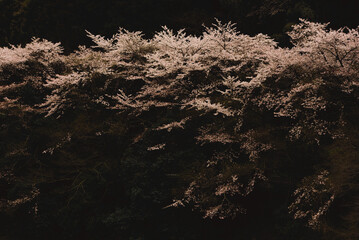 山桜