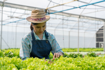 Obraz premium Young Asian farm woman picking full of fresh green salads on a hydroponic farm. Organic vegetables are ready to be served and sold for salads. green plants in the house healthy food business ideas.