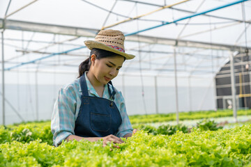 Young Asian farm woman picking full of fresh green salads on a hydroponic farm. Organic vegetables are ready to be served and sold for salads. green plants in the house healthy food business ideas.