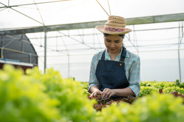 Obraz premium Young Asian farm woman picking full of fresh green salads on a hydroponic farm. Organic vegetables are ready to be served and sold for salads. green plants in the house healthy food business ideas.