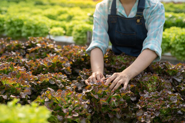 Young Asian farm woman picking full of fresh green salads on a hydroponic farm. Organic vegetables are ready to be served and sold for salads. green plants in the house healthy food business ideas.