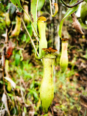 Image of tropical pitcher plants and monkey cups in the wild.
