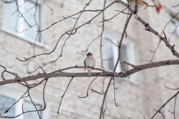 A beautiful little sparrow on a branch in winter and flies for food. Other birds are also sitting on the branches.