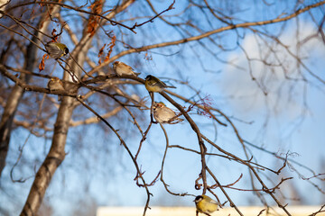 A beautiful little sparrow on a branch in winter and flies for food. Other birds are also sitting on the branches.