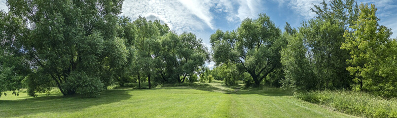 green grass meadow and trees with lush foliage. summer park panoramic landscape in sunny day.