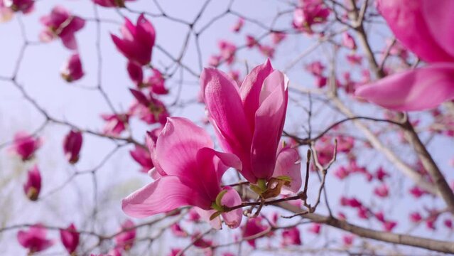 Purple magnolias bloom in spring