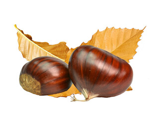 chestnut chestnuts chesnuts isolated for background autumn