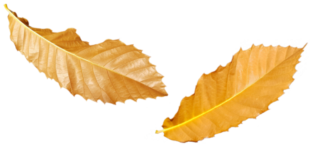 chestnut chestnuts chesnuts isolated for background autumn