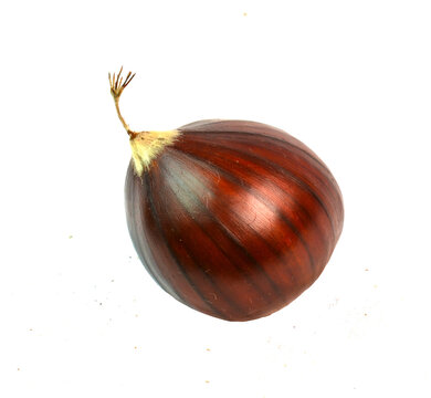 chestnut chestnuts chesnuts isolated for background autumn