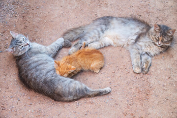 Mother cat resting on a concrete floor and nursing her ginger kitten. Ginger kitten drink milk from their gray mother cat lying on the ground, otdoors.