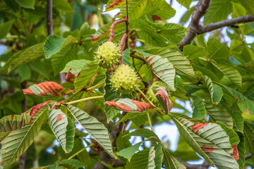 Horse chestnut fruits hanging on the tree in autumn, in leaves and branches. Aesculus hippocastanum