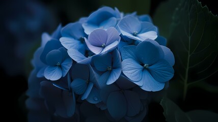  Vibrant Blue Hydrangea