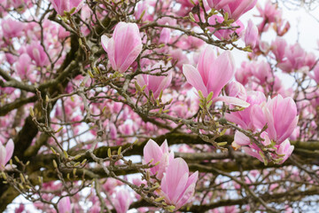 Pink magnolia bloom on blurred background