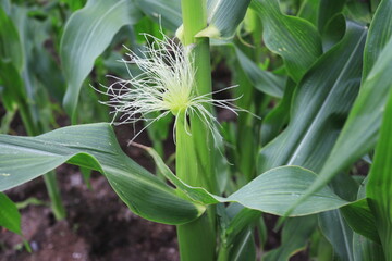 Obraz premium とうもろこしのヒゲ