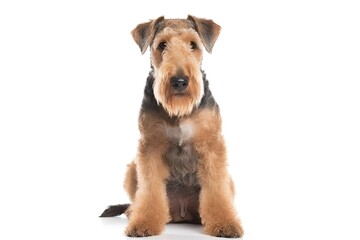 Airedale Terrier dog isolated on white background. Generative AI