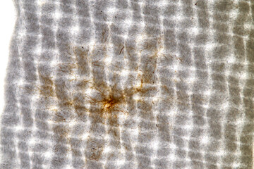Host cells with spores (mold) are inside wood under the microscope for education.	