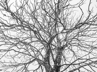 branch of dead tree in black & white color