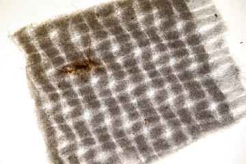 Host cells with spores (mold) are inside wood under the microscope for education.	