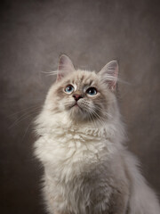 Fototapeta premium Cheerful kitten of the Siberian breed. Portrait of a cat on a chocolate background in the studio