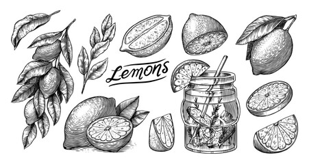 Lemon sketch. Tropical lime fruit and branches. Sliced pieces, half and leaf. Citrus in Retro ink style. Hand drawn vector illustration for market, menu, label tea, juice. Organic product.
