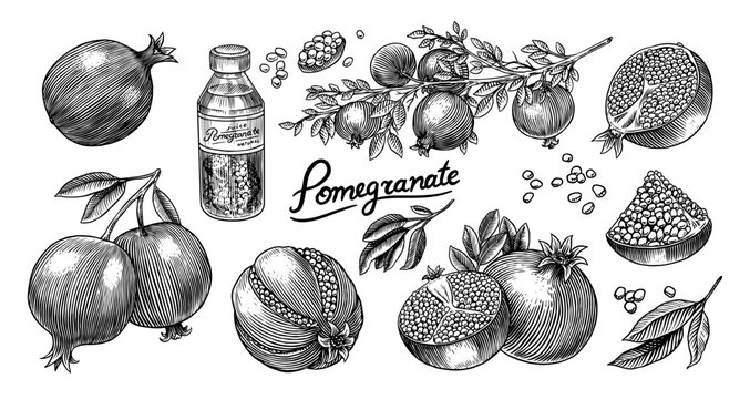Hand drawn Pomegranate. Vintage fruit, berry for juice label or packaging. Vector black ink outline nutrition healthy food sketch with piece and peel fruit for fresh drinks
