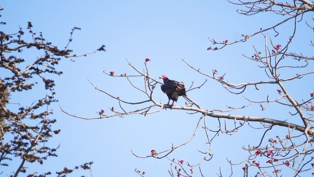 Red Headed Vulture or Sarcogyps calvus resting on a Blossom Tree in Panna National Park of Madhya Pradesh India
