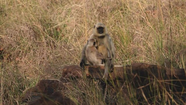 A Mother Gray Langur breast feeding his baby in forests of Panna National Park in Madhya Pradesh India