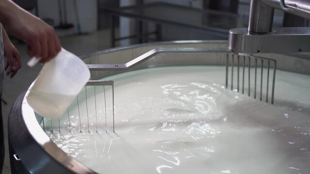 Cheesemaker pours rennet in a large steel tank full of milk. Cheese manufacturing process at a cheese factory.