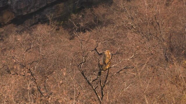 An Indian Gray Langur sitting on a Tree Branch in Forests of Gwalior Madhya Pradesh India