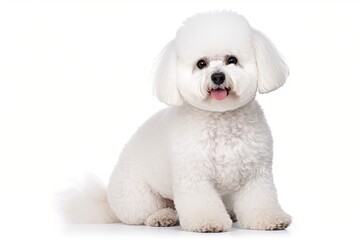 Obraz premium Bichon Frisé dog isolated on white background. Generative AI