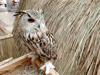 A Great Horned Owl (Bubo virginianus) sitting on a tree stump.