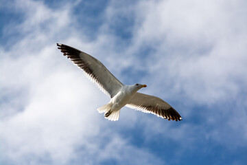 Gaviota Dominicana (Larus dominicanus) en pleno vuelo