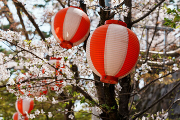 Fototapeta na wymiar 春が来た！桜の木と提灯のコラボレーション