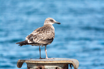 Gaviota Dominicana juvenil(Larus dominicanus)