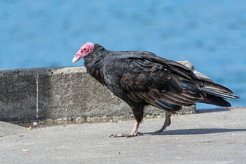 Jote de cabeza colorada (Cathartes aura)
