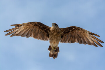 Tiuque (Milvago chimango) volando.
